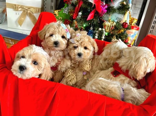 Maltipoo Dizayn Irk Sevimli Yavrular görsel