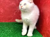Muhteşem Güzelli̇kte  Scottish Fold Red Point Yavrumuz