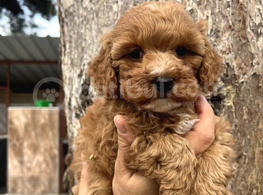 Mükemmel Maltipoo Yavrularımız görsel