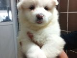 Irk Ve Sağlık Garantili Samoyed Bebeklerimiz