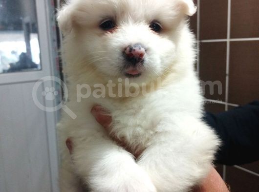 Irk Ve Sağlık Garantili Samoyed Bebeklerimiz görsel