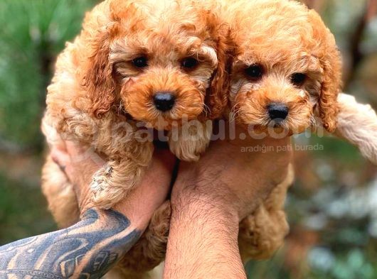 Toy Poodle Red Di̇şi̇ Erkek Bebekler görsel
