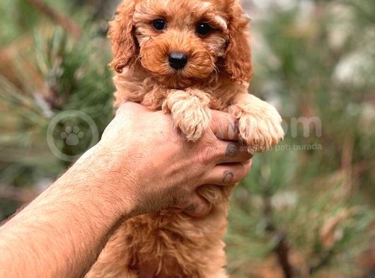Red Dişi Toy Poodle Bebeği̇mi̇z görsel