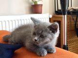 Sağlıklı Yeni Doğmuş Yavrular British Shorthair