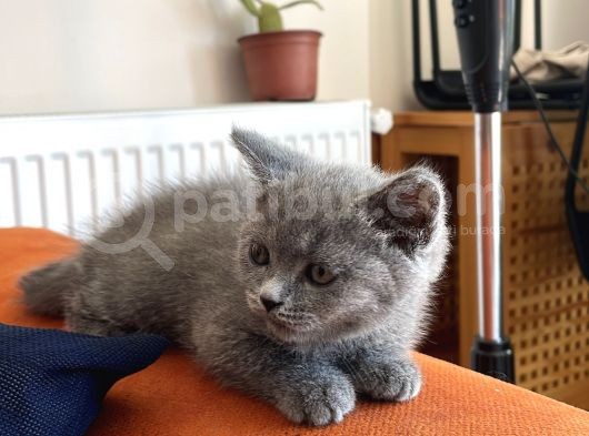 Sağlıklı Yeni Doğmuş Yavrular British Shorthair