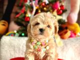 Mini Maltipoo Sevimli Yavrular