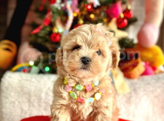 Mini Maltipoo Sevimli Yavrular görsel