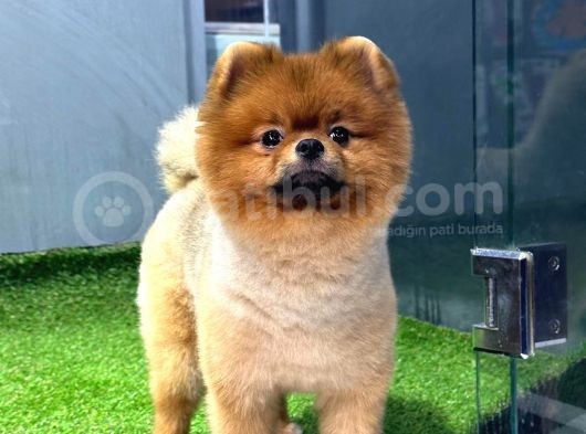 11 Aylık Erkek Pomerani̇an Boo görsel