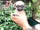 Pug Mops Bebekler 
