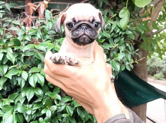 Pug Mops Bebekler  görsel