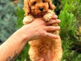 Red Toy Poodle Di̇şi̇ Üst Kali̇te