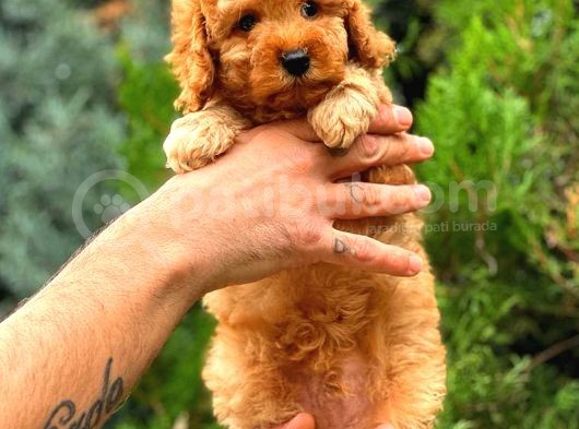 Red Toy Poodle Di̇şi̇ Üst Kali̇te görsel