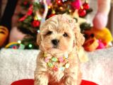 Mini Maltipoo Sevimli Yavrular