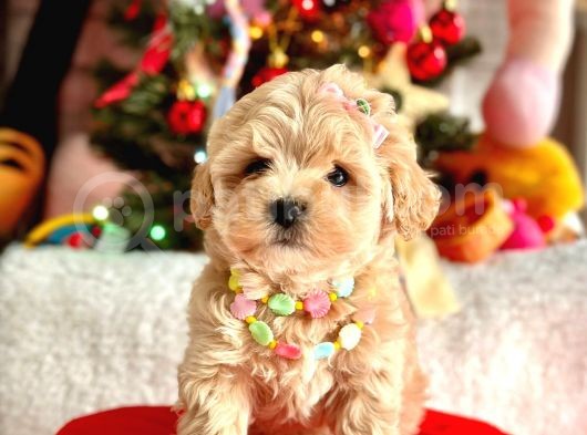 Mini Maltipoo Sevimli Yavrular görsel