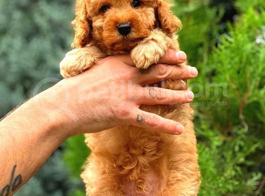 Red Toy Poodle Di̇şi̇ Üst Kali̇te görsel