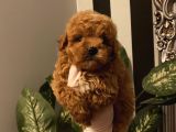 Birbirinden Sevimli Poodle Bebekler