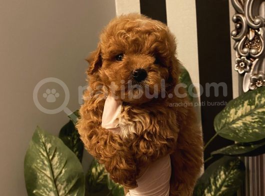 Birbirinden Sevimli Poodle Bebekler görsel
