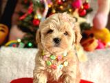 Mini Maltipoo Sevimli Yavrular