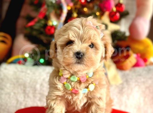 Mini Maltipoo Sevimli Yavrular