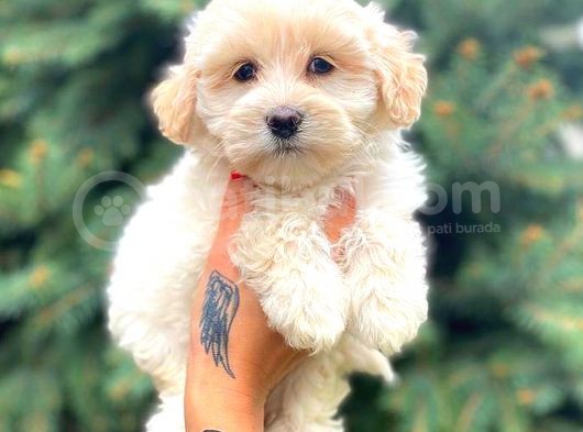 Teacup Sütlü Kahveli̇ Di̇şi̇ Malti̇po görsel