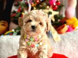 Mini Maltipoo Sevimli Yavrular