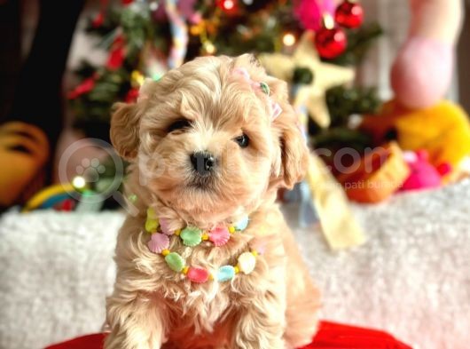 Mini Maltipoo Sevimli Yavrular görsel