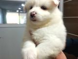 Irk Ve Sağlık Garantili Samoyed Bebeklerimiz