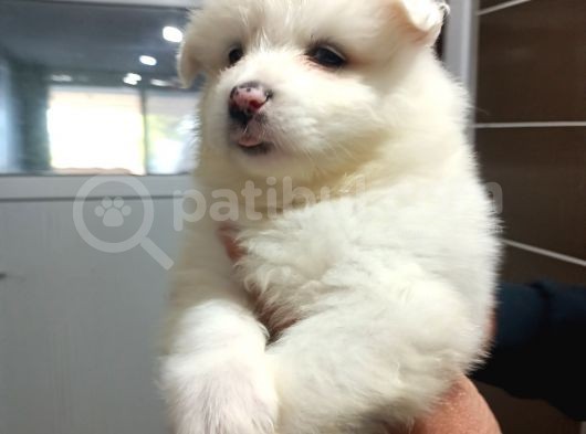 Irk Ve Sağlık Garantili Samoyed Bebeklerimiz görsel