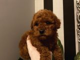 Birbirinden Sevimli Poodle Bebekler