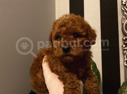 Birbirinden Sevimli Poodle Bebekler görsel