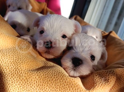 Mini Koy Kar Beyaz Maltese Yavrularımız görsel