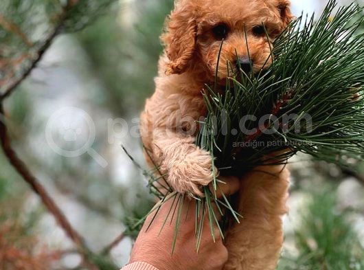 Red Dişi Toy Poodle Bebeği̇mi̇z görsel