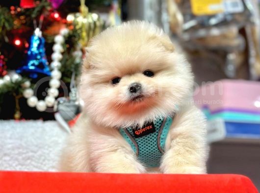 Teddy Face Boo Pomeranian Yavrular görsel