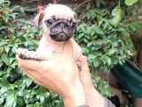Pug Mops Bebekler 