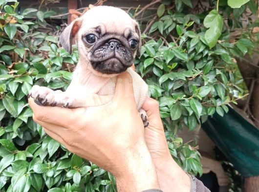 Pug Mops Bebekler  görsel