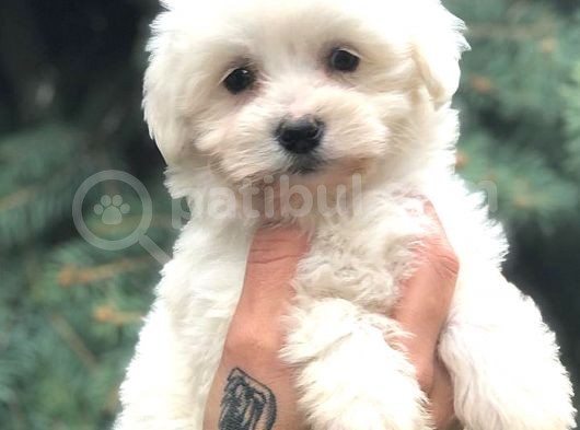 Malti̇po Di̇şi̇ Üst Kali̇te görsel