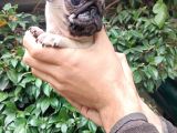 Pug Mops Bebekler 