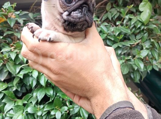 Pug Mops Bebekler  görsel
