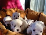 Mini Koy Kar Beyaz Maltese Yavrularımız