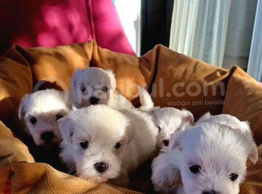 Mini Koy Kar Beyaz Maltese Yavrularımız görsel