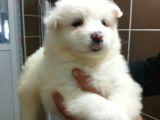 Irk Ve Sağlık Garantili Samoyed Bebeklerimiz