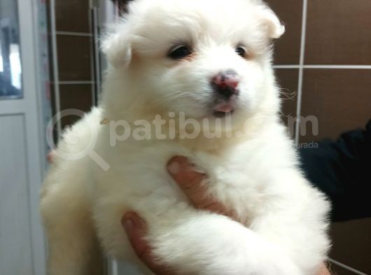 Irk Ve Sağlık Garantili Samoyed Bebeklerimiz görsel