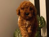 Poodle Bebeklerimiz 