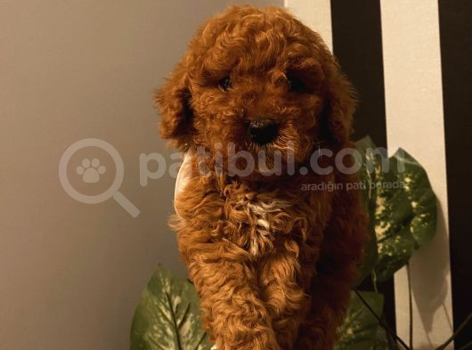 Poodle Bebeklerimiz  görsel
