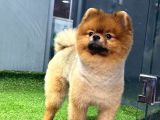 11 Aylık Erkek Pomerani̇an Boo
