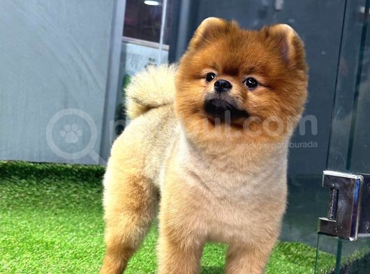 11 Aylık Erkek Pomerani̇an Boo görsel