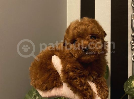 Poodle Bebeklerimiz  görsel