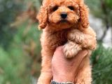 Red Dişi Toy Poodle Bebeği̇mi̇z
