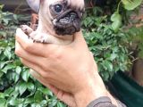 Pug Mops Bebekler 