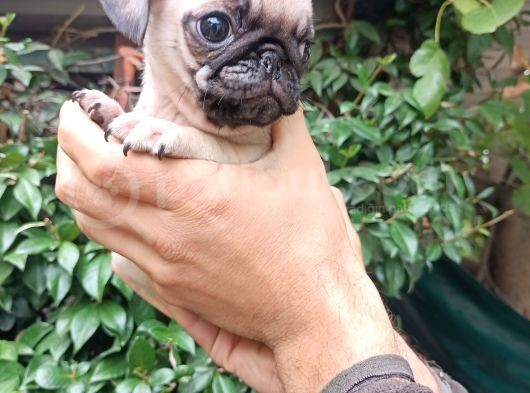 Pug Mops Bebekler 